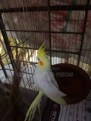 Lutino Cockatiel