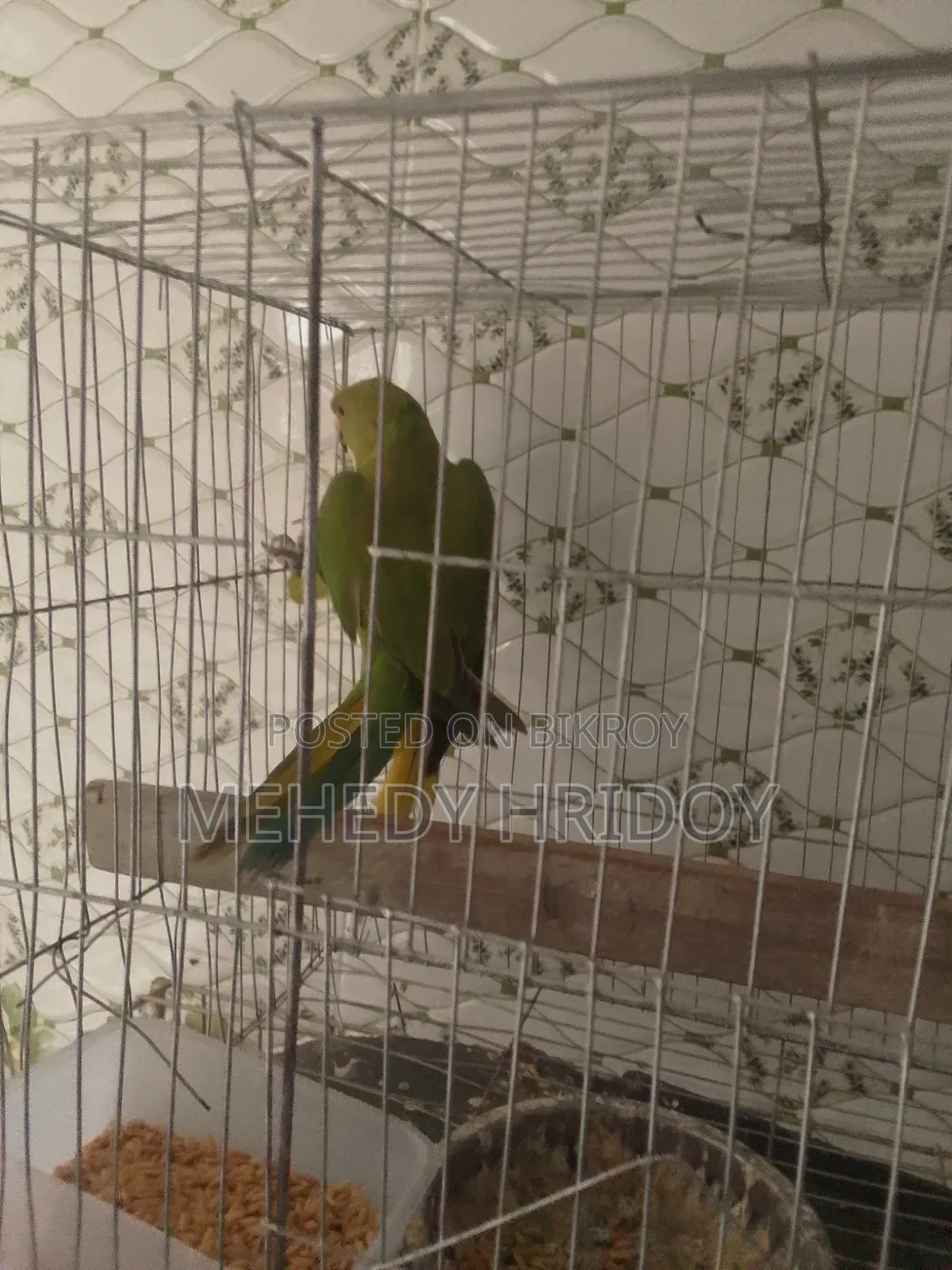 টিয়া পাখি বিক্রি করবো