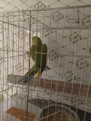 টিয়া পাখি বিক্রি করবো