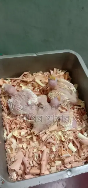Cockatiel Bird Chicks