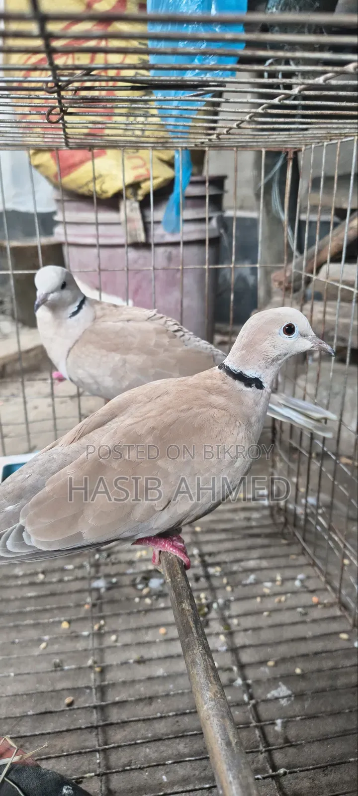 খুবই ভালো ১ জোড়া অস্ট্রেলিয়ান গুগু পাখি