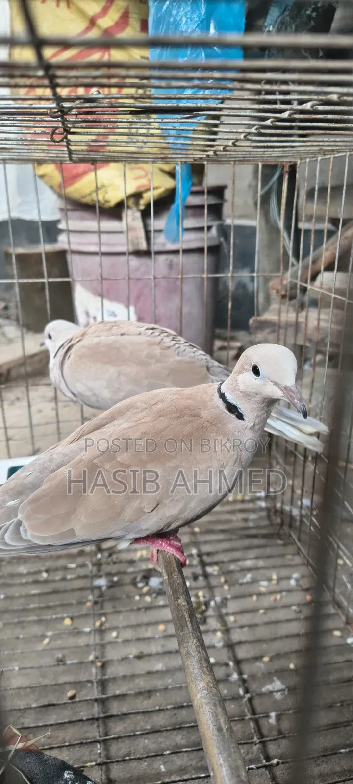 খুবই ভালো ১ জোড়া অস্ট্রেলিয়ান গুগু পাখি
