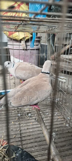 খুবই ভালো ১ জোড়া অস্ট্রেলিয়ান গুগু পাখি