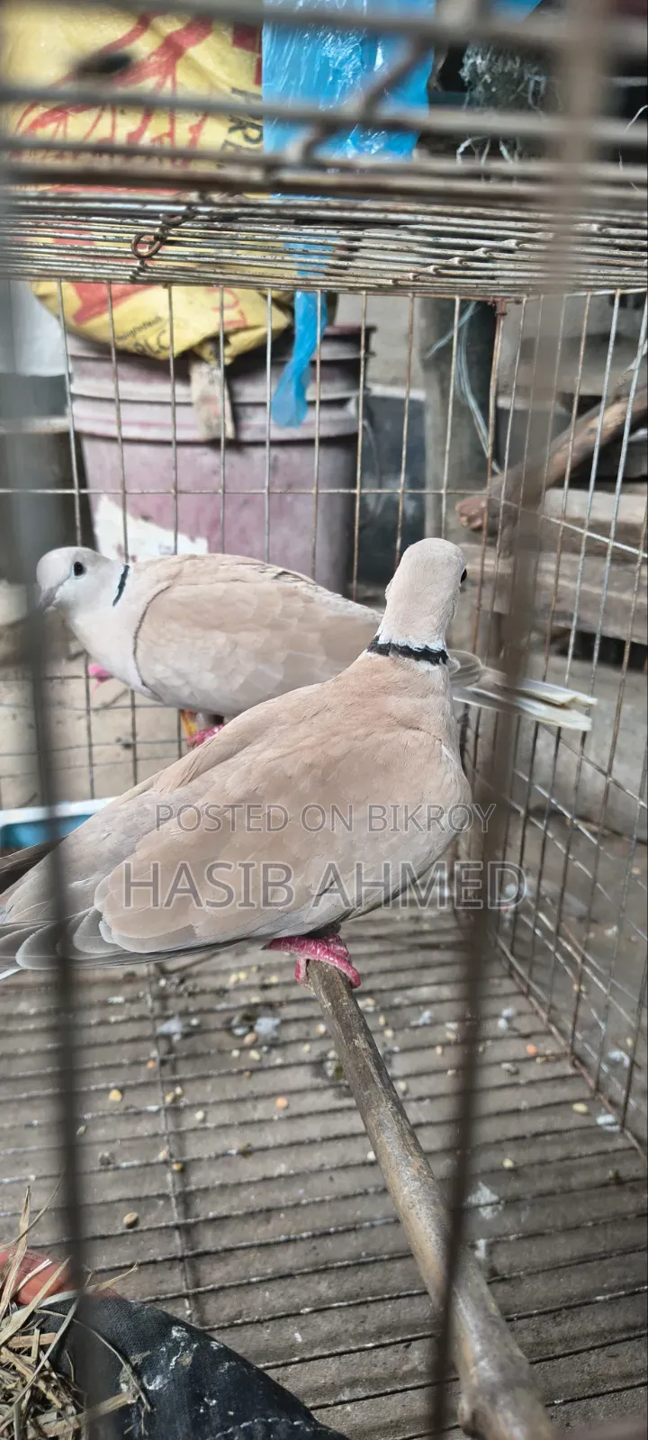 খুবই ভালো ১ জোড়া অস্ট্রেলিয়ান গুগু পাখি