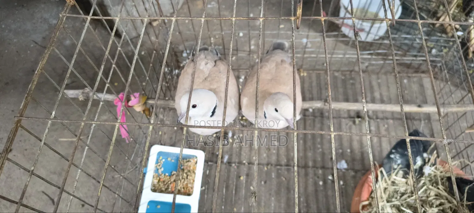 খুবই ভালো ১ জোড়া অস্ট্রেলিয়ান গুগু পাখি