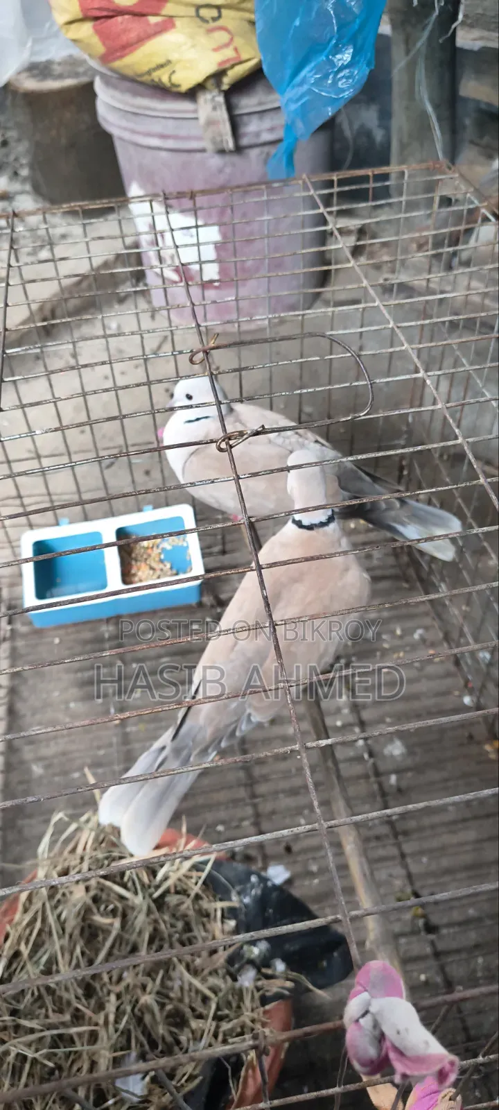 খুবই ভালো ১ জোড়া অস্ট্রেলিয়ান গুগু পাখি