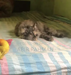 1+ year Female Purebred Persian