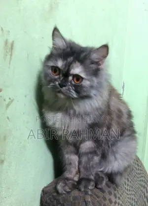 ১+ বছরের ফিমেল পিওরব্রেড পার্সিয়ান বিড়াল
