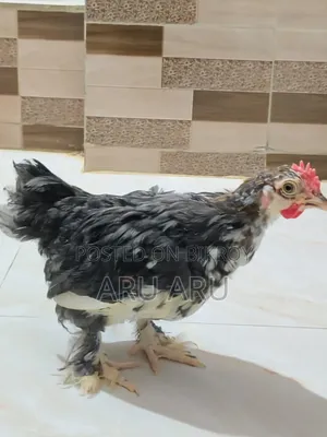 Brahma Chicken