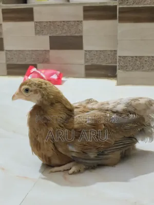 Brahma Chicken