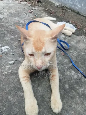 6-12 Months Male Mixed Breed Bengal