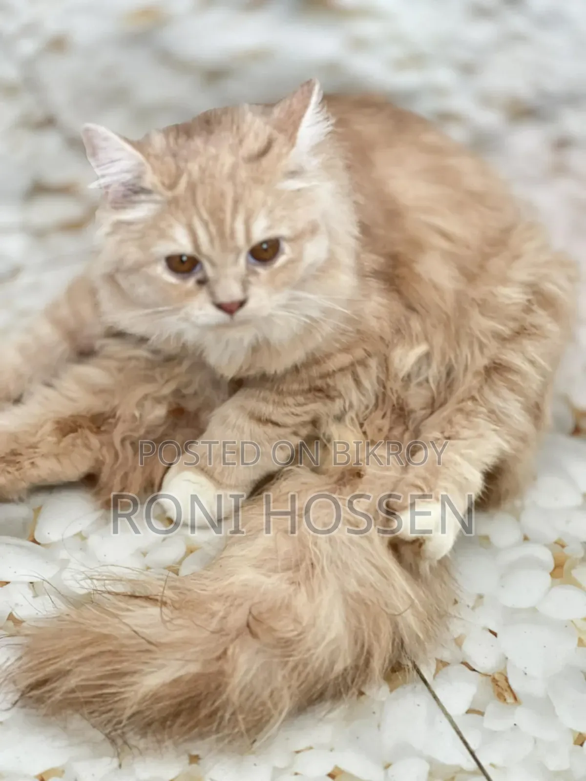 1-3 Months Male Purebred Persian