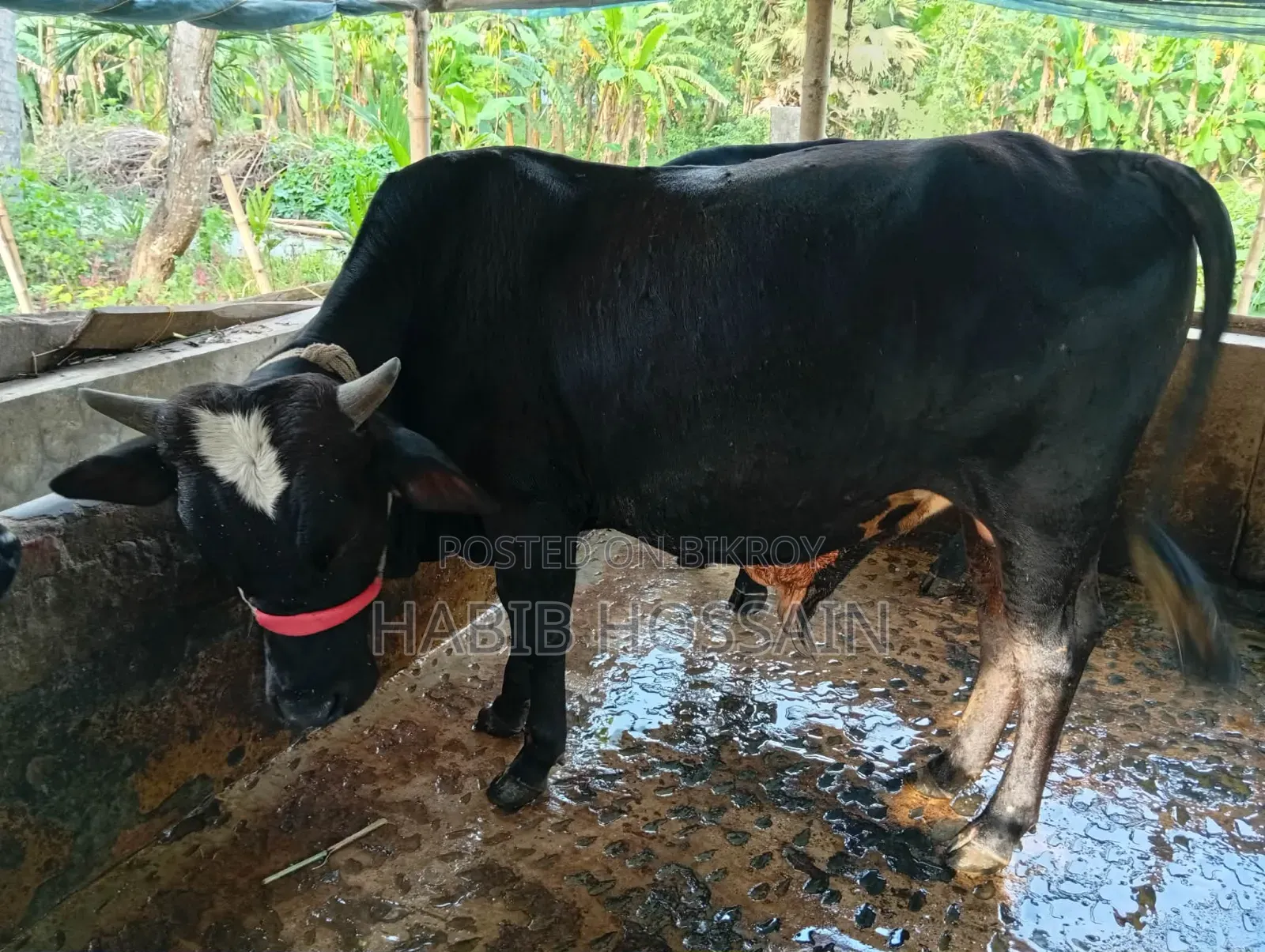 Cow Sell Post