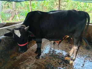 Cow Sell Post