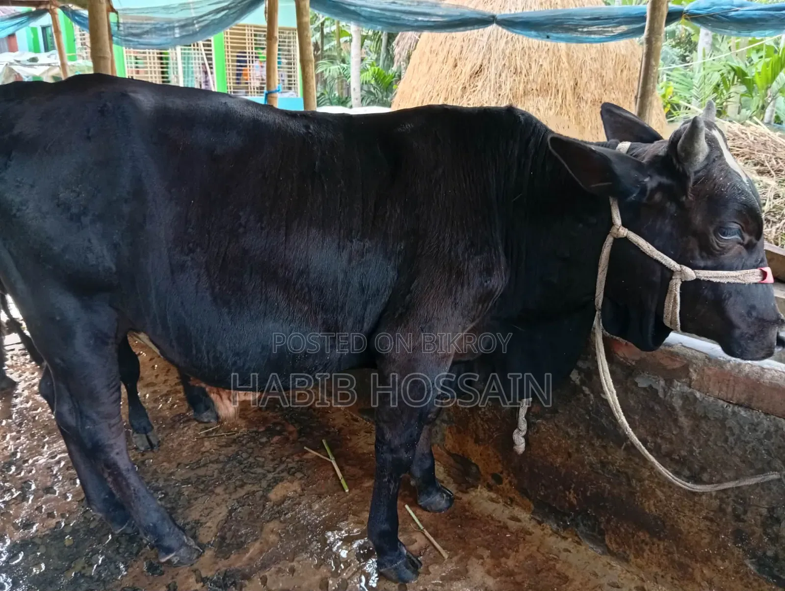 Cow Sell Post