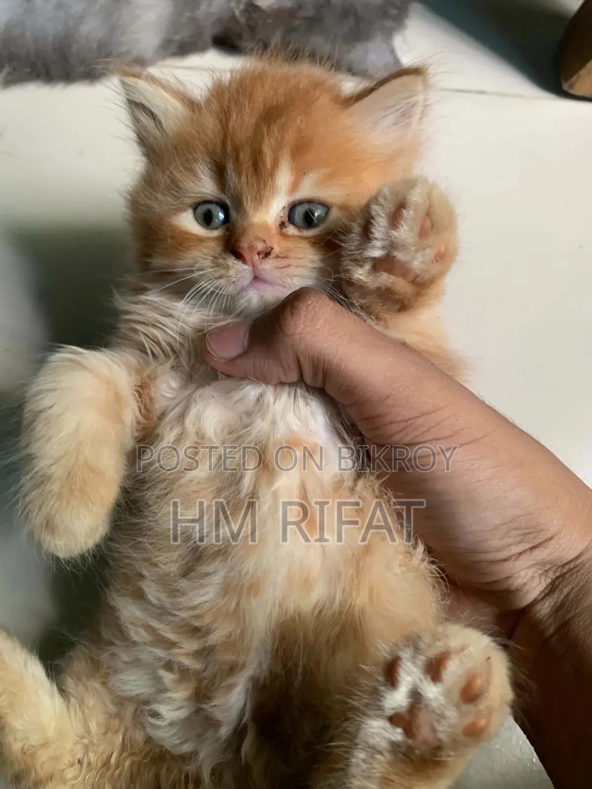 1-3 Months Male Purebred Persian