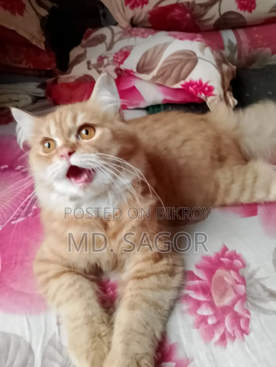 6-12 months Male Purebred Persian