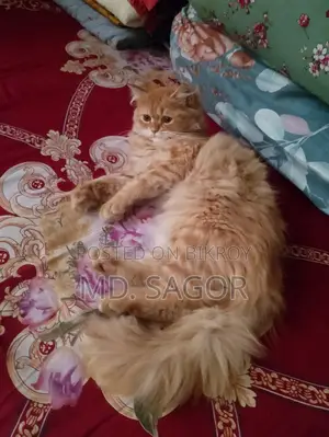 6-12 months Male Purebred Persian