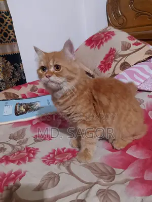 6-12 months Male Purebred Persian