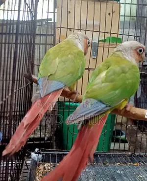 Hyper Quality Pineapple Conure Pair Age 2.5 Years