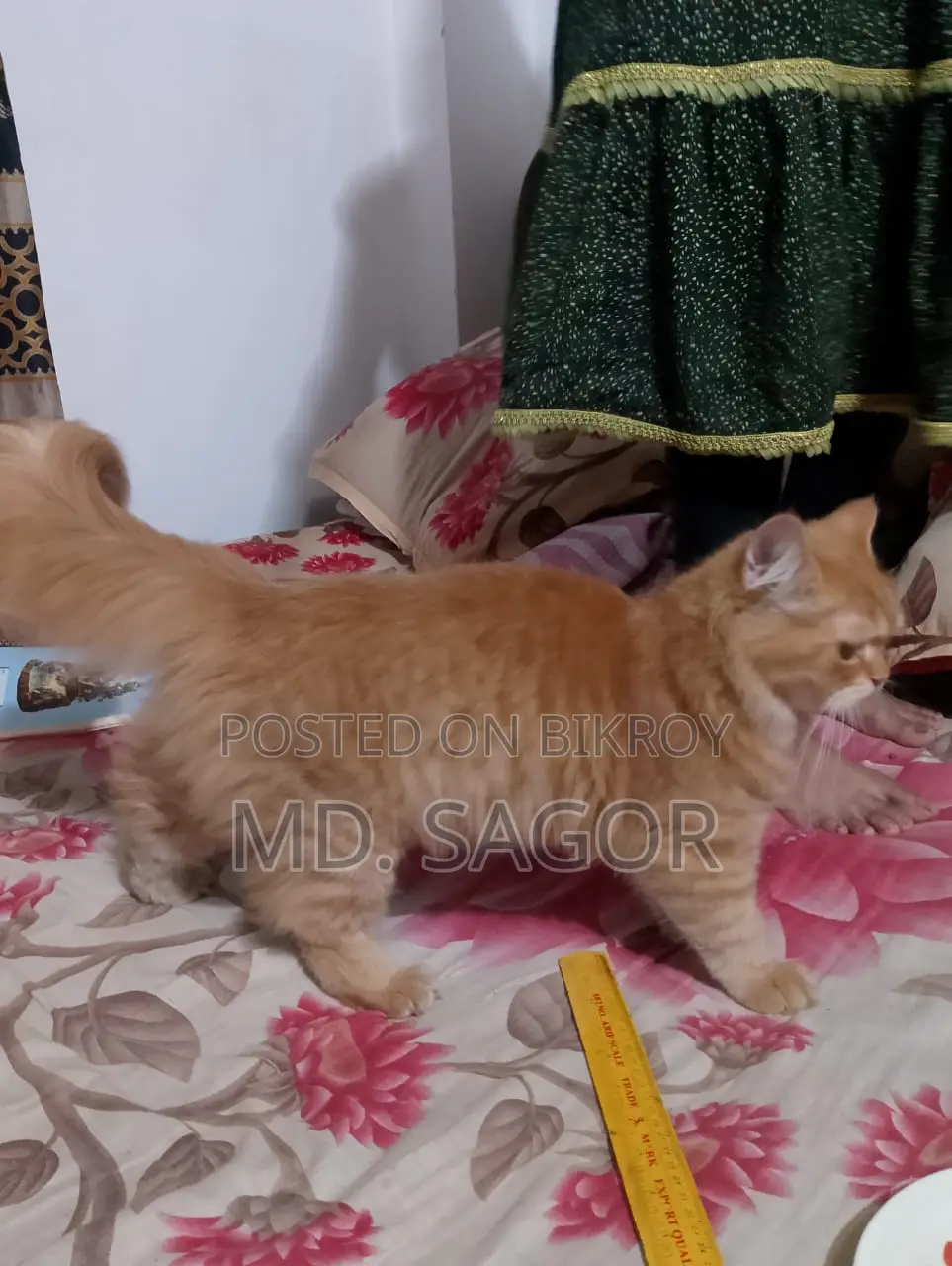 6-12 months Male Purebred Persian