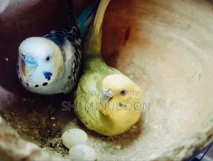 বাজরিগা রানিং ব্রিডিং পেয়ার
