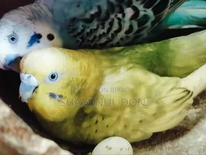 বাজরিগা রানিং ব্রিডিং পেয়ার