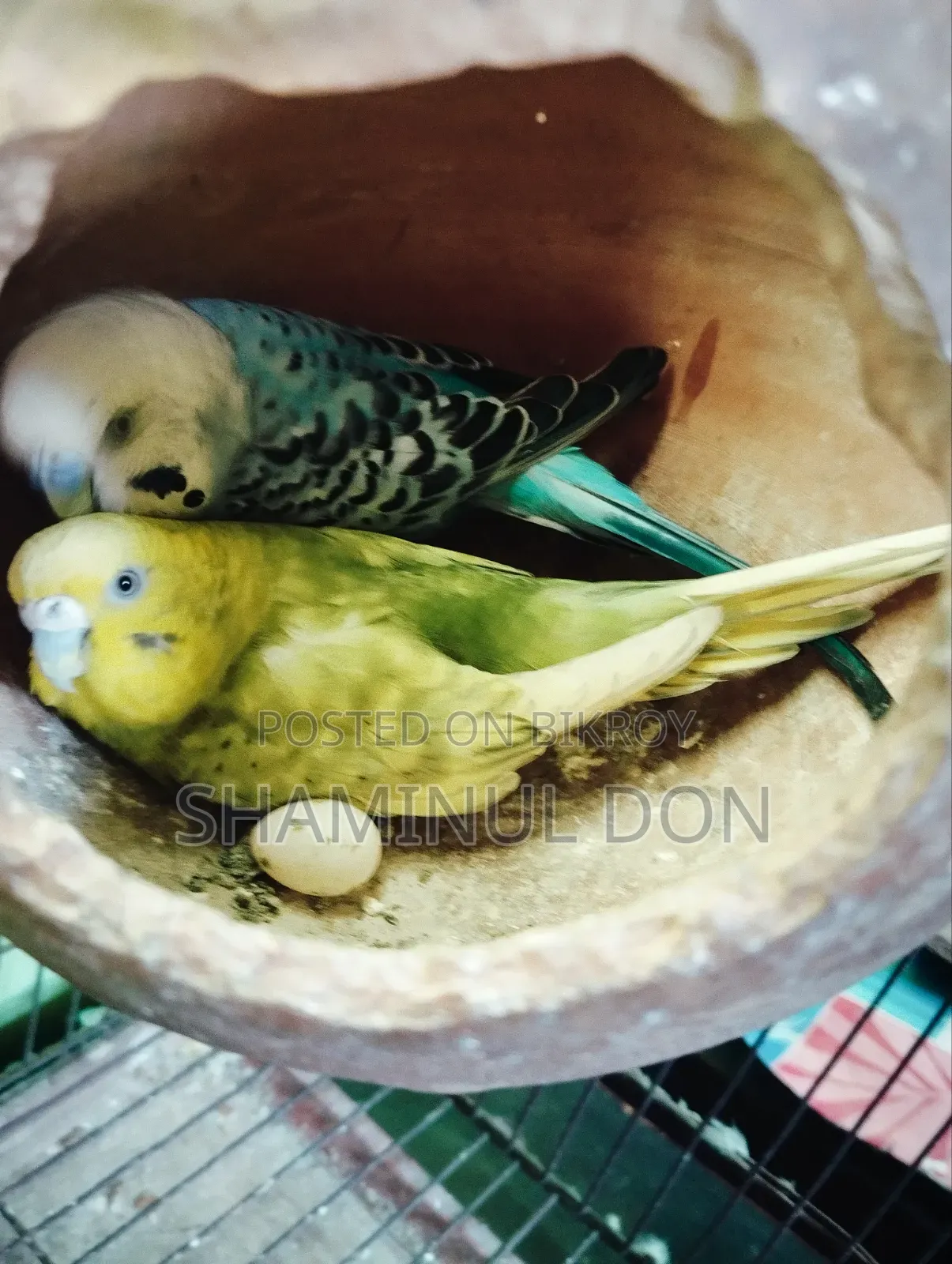 বাজরিগা রানিং ব্রিডিং পেয়ার