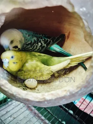 বাজরিগা রানিং ব্রিডিং পেয়ার