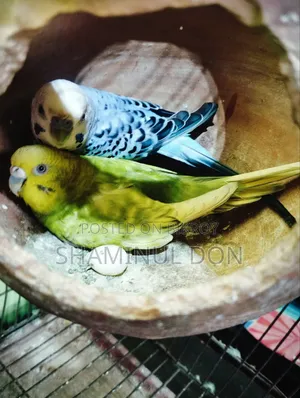 বাজরিগা রানিং ব্রিডিং পেয়ার