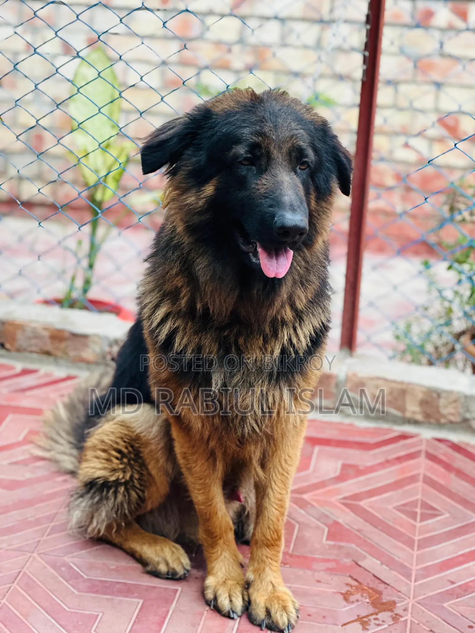 1+ Year Male Mixed Breed German Shepherd