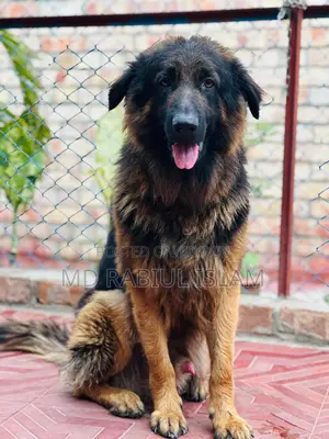 1+ Year Male Mixed Breed German Shepherd