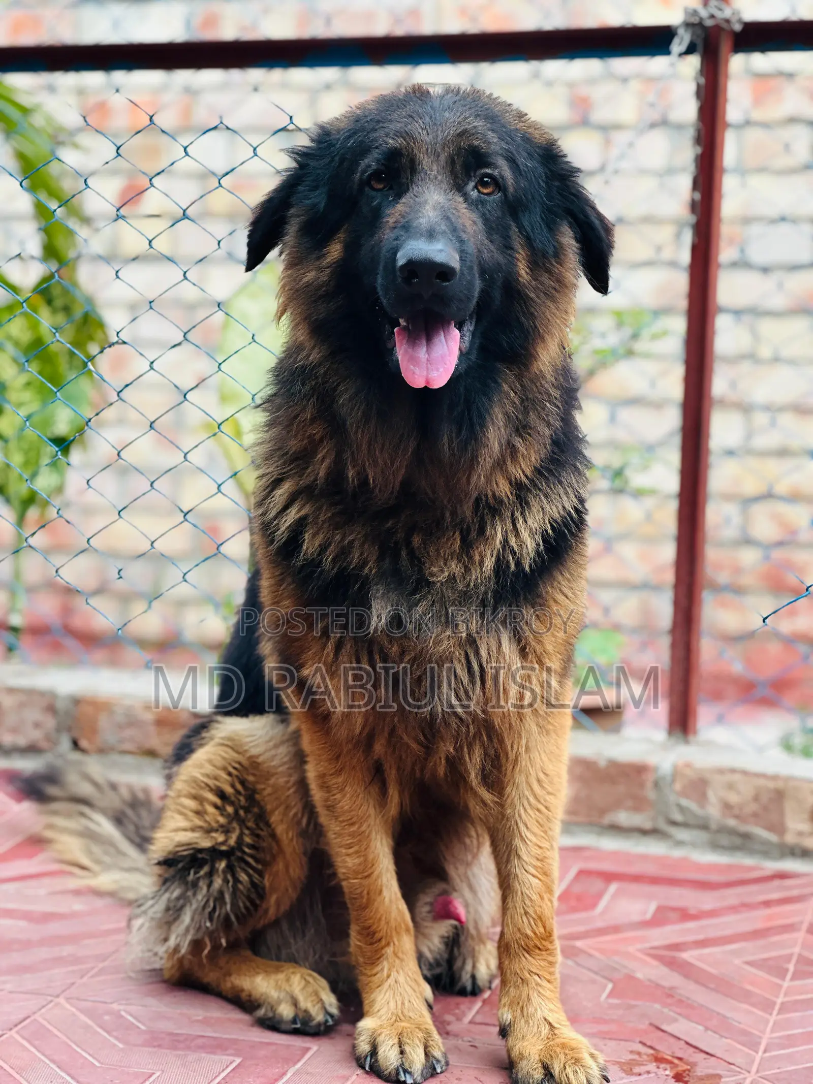1+ Year Male Mixed Breed German Shepherd