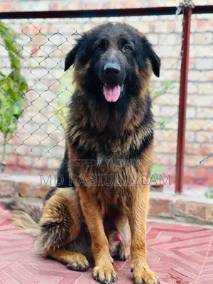 1+ Year Male Mixed Breed German Shepherd