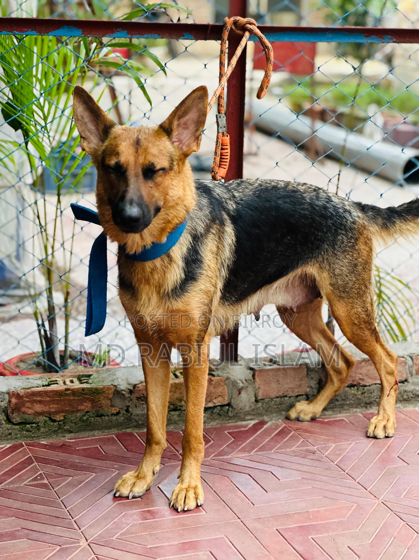 1+ Year Male Mixed Breed German Shepherd