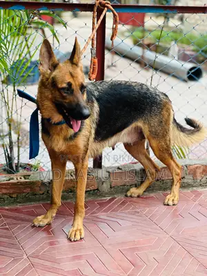 1+ Year Male Mixed Breed German Shepherd