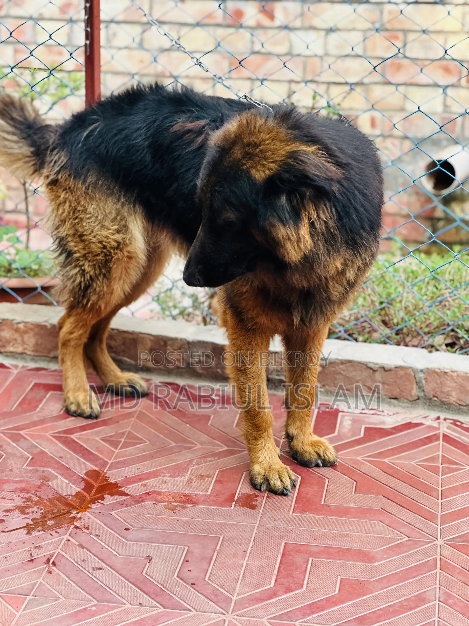 1+ Year Male Mixed Breed German Shepherd