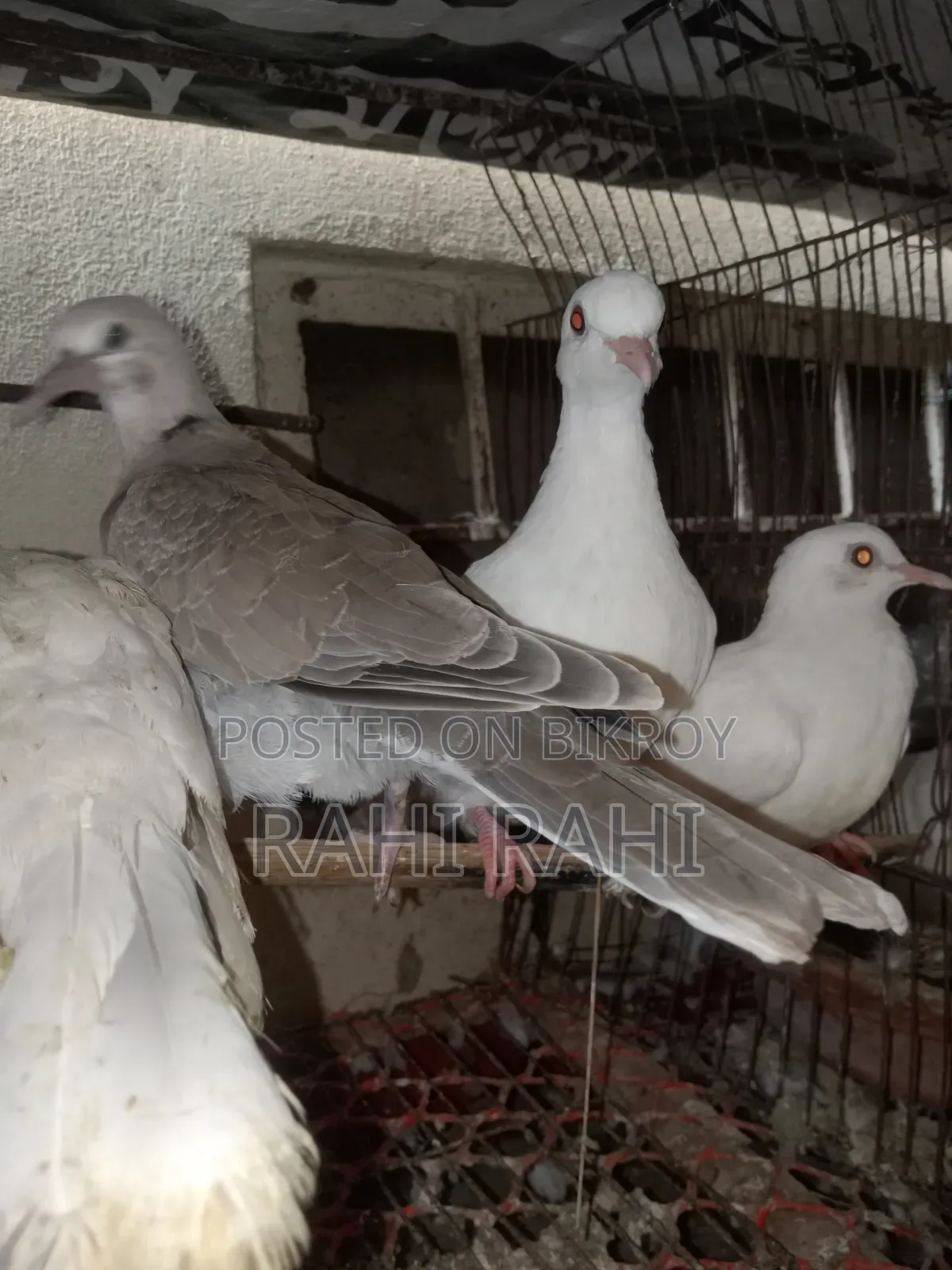 5 Pcs Ghu Ghu (Doves)