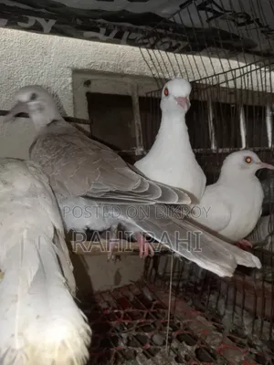 5 Pcs Ghu Ghu (Doves)