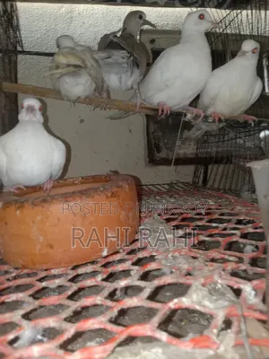 5 Pcs Ghu Ghu (Doves)