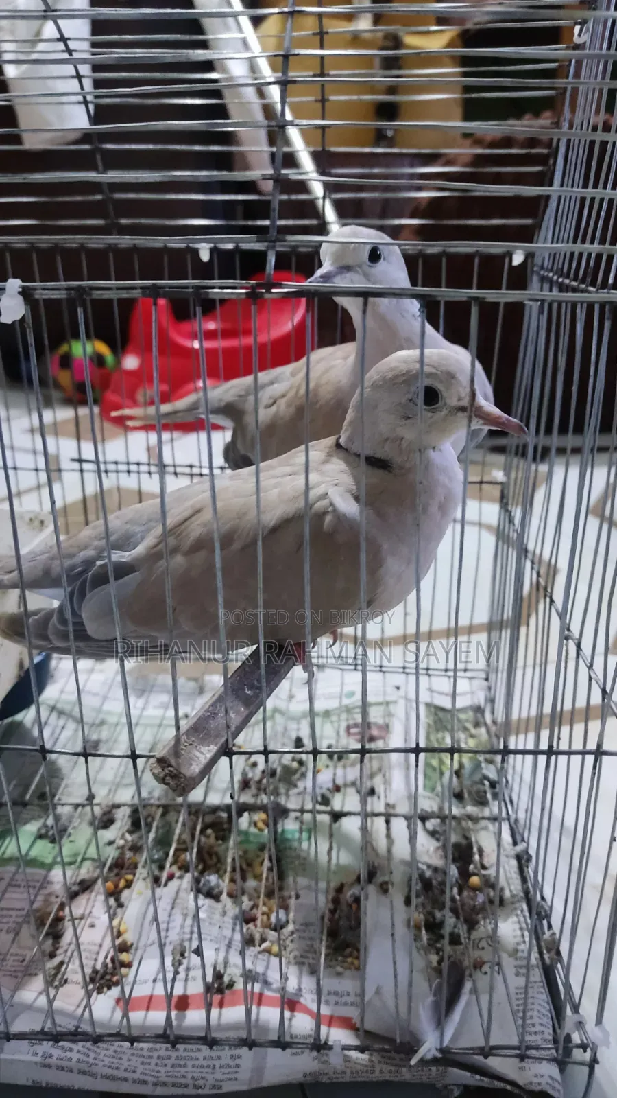 ঘুঘু পাখি রানিং