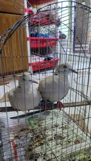 ঘুঘু পাখি রানিং