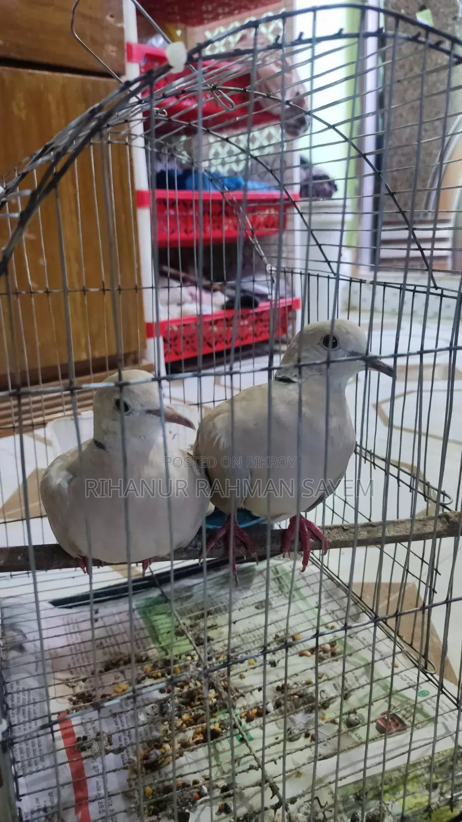 ঘুঘু পাখি রানিং