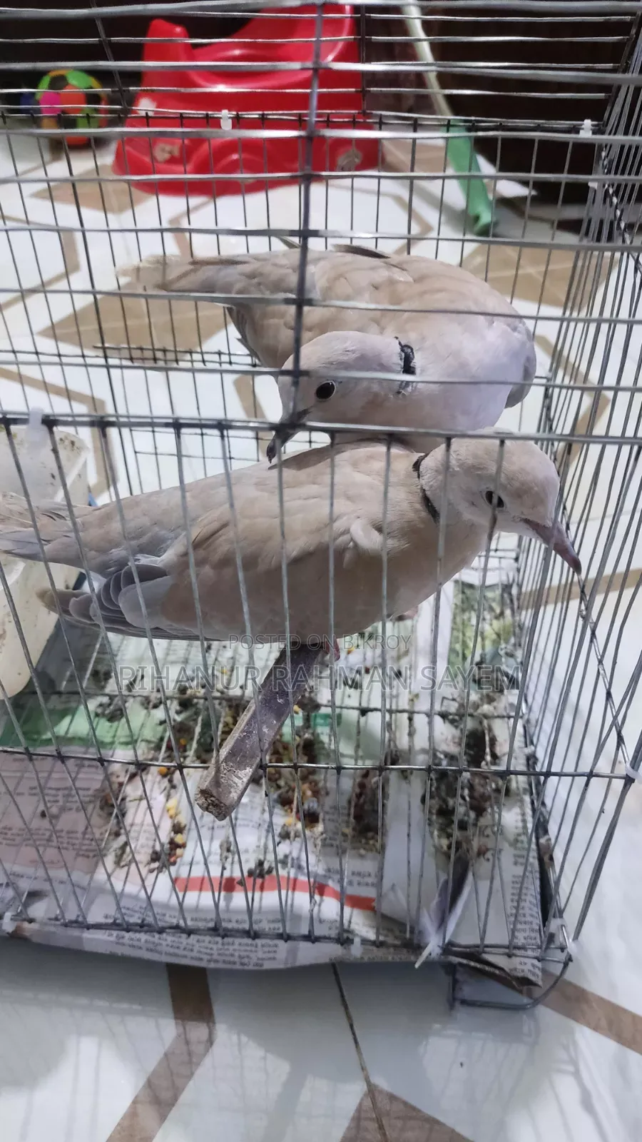 ঘুঘু পাখি রানিং