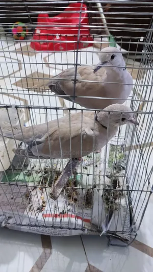 ঘুঘু পাখি রানিং