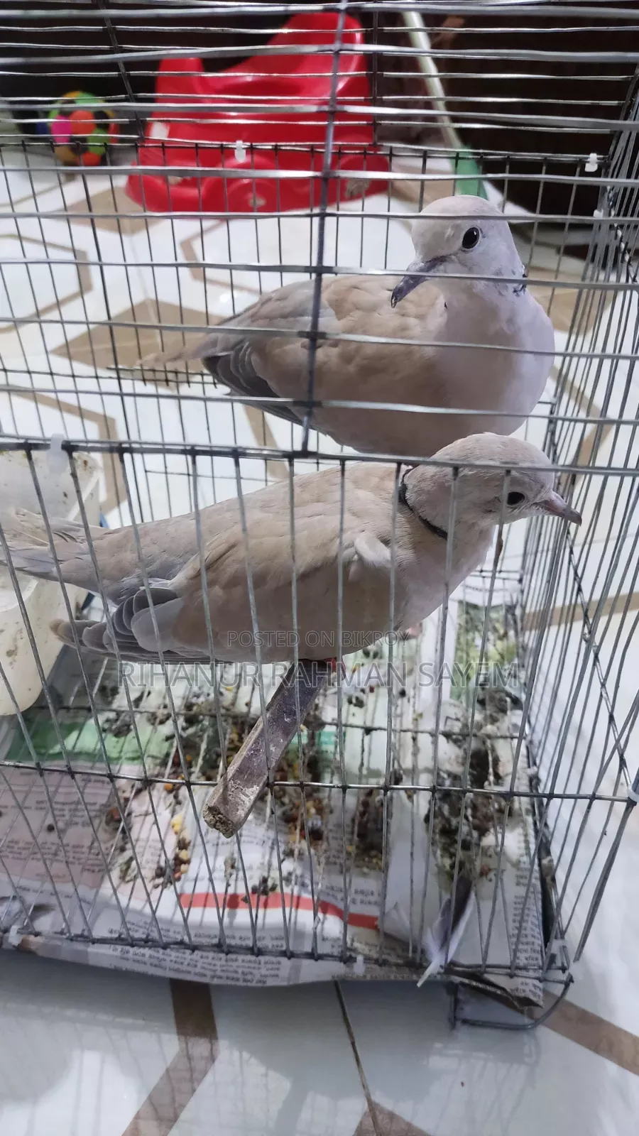 ঘুঘু পাখি রানিং