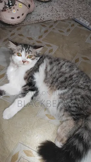 3-6 Months Female Mixed Breed Tabby