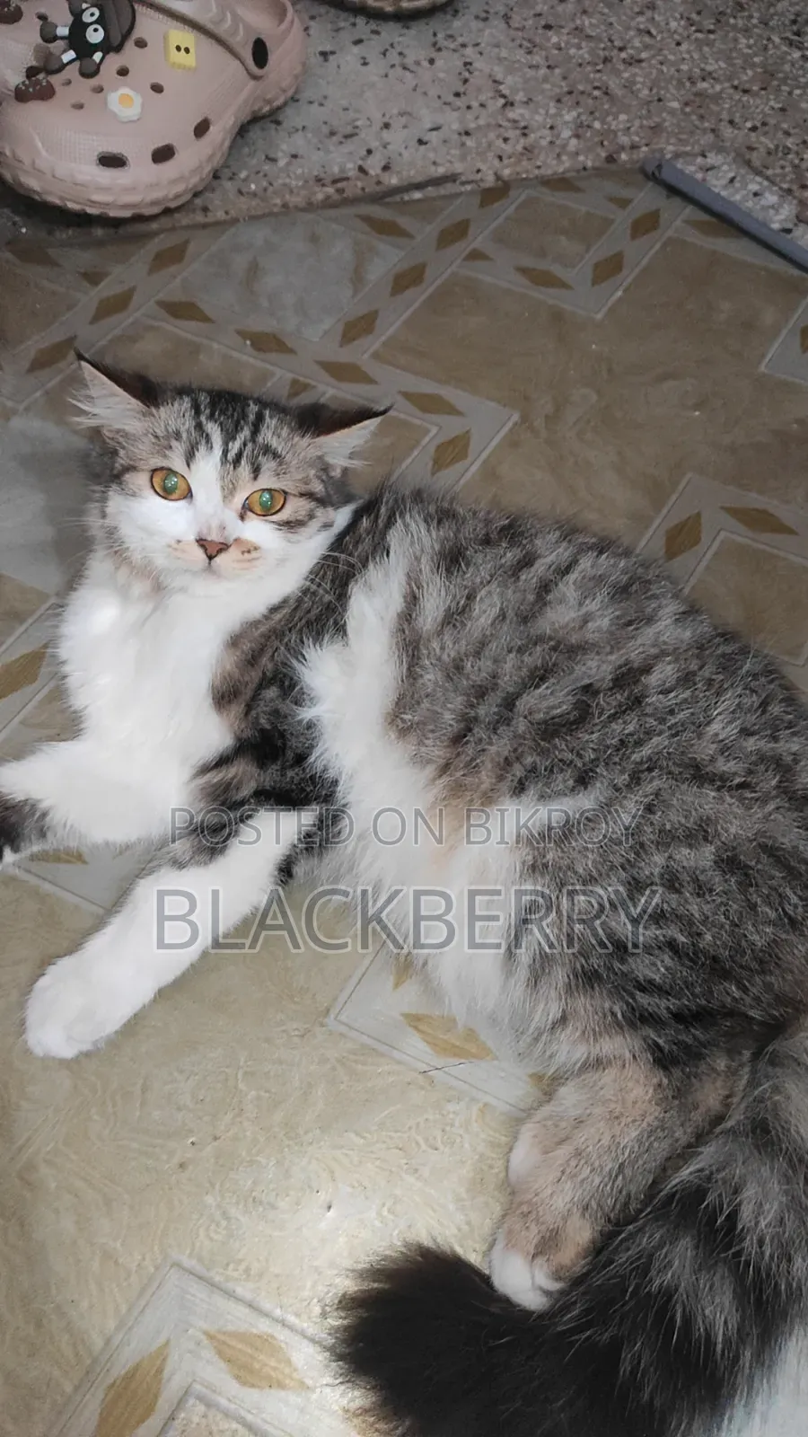 3-6 Months Female Mixed Breed Tabby