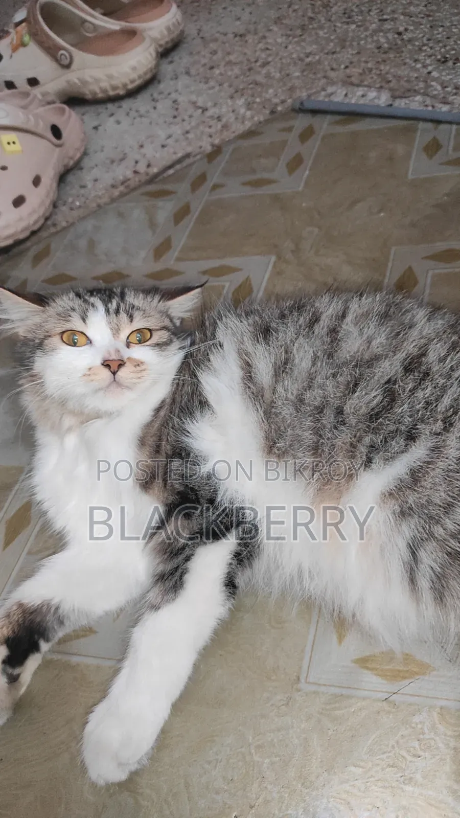 3-6 Months Female Mixed Breed Tabby