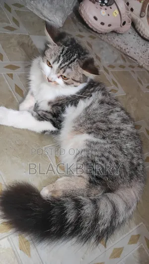 3-6 Months Female Mixed Breed Tabby